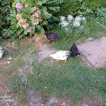 Campsite Pulilane